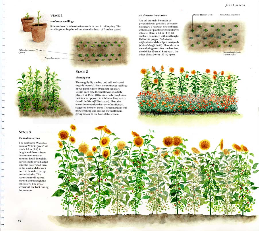 Ryland Peters and Small . Garden Borders - Sunflowers